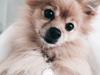Pomeranian Chloè