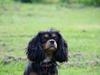 Cavalier king charles spaniel Molly