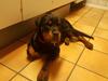 Rottweiler Fiona 
