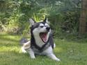 Alaskan Klee Kai | Timber