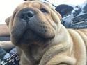 Shar pei Buller