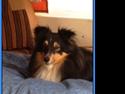 Shetland sheepdog Macons Stilo