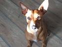 Dvaergpinscher Malle