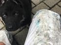 Schæferhund Chiko