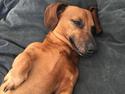 Dværggravhund Chap (Adonis)
