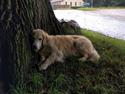 Golden retriever Filippa aka Alma