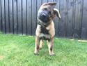 Schæferhund Amagers Pascal