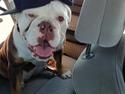 Olde english bulldogge *Lilo* den smukkeste stjerne på himlen