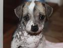 Blanding af racer Luna My