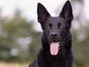 Schæferhund LP's Evita "Shiva"