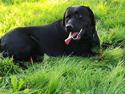 Labrador retriever Balder (Sympa Emil)