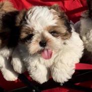 Shih tzu Oskar