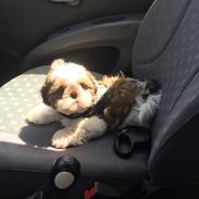 Shih tzu Oskar