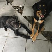 Labrador retriever Freddy