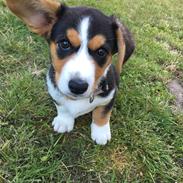 Welsh corgi cardigan Gilbert