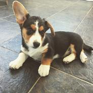 Welsh corgi cardigan Gilbert
