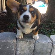 Welsh corgi cardigan Gilbert