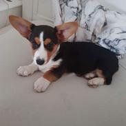 Welsh corgi cardigan Gilbert
