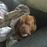 Dogue de bordeaux Diesel Von Rottis Poulsen