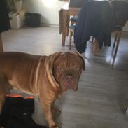 Dogue de bordeaux Diesel Von Rottis Poulsen