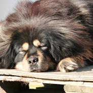 Tibetansk mastiff Tesla