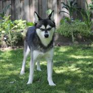 Alaskan Klee Kai | Timber