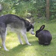 Alaskan Klee Kai | Timber