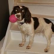 Engelsk springer spaniel Kiara R.I.P  himmelhund 