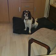 Engelsk springer spaniel Kiara R.I.P  himmelhund 