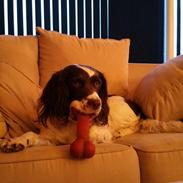 Engelsk springer spaniel Kiara R.I.P  himmelhund 