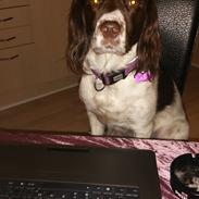 Engelsk springer spaniel Kiara R.I.P  himmelhund 