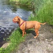 Dogue de bordeaux Carla