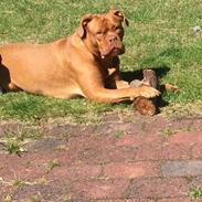 Dogue de bordeaux Carla