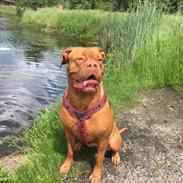 Dogue de bordeaux Carla