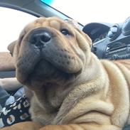 Shar pei Buller