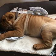 Shar pei Buller