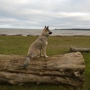 Blanding af racer Molly