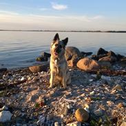 Blanding af racer Molly