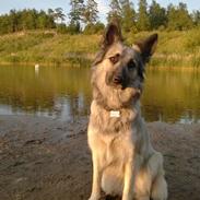 Blanding af racer Molly