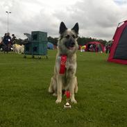 Blanding af racer Molly