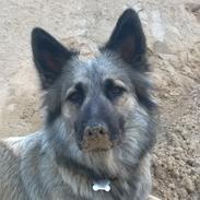 Blanding af racer Molly