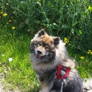 Eurasier Namie