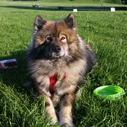 Eurasier Namie