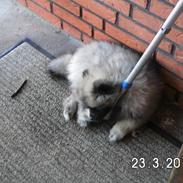 Keeshond Vilma