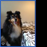 Shetland sheepdog Macons Stilo