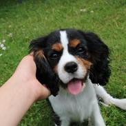 Cavalier king charles spaniel Vigga