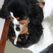 Cavalier king charles spaniel Vigga