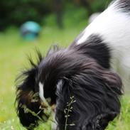 Cavalier king charles spaniel Vigga