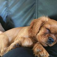 Cavalier king charles spaniel Cavakikki's Viol