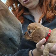 Cavalier king charles spaniel Cavakikki's Viol